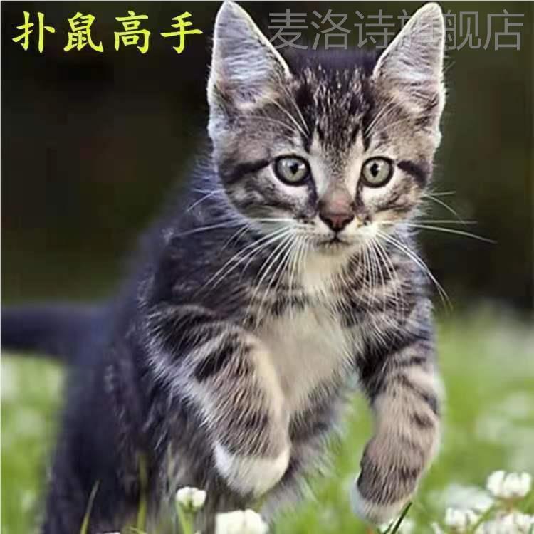 小猫活体幼猫橘猫黑猫土猫田园猫狸花猫黑白猫宠物猫三花猫小白猫