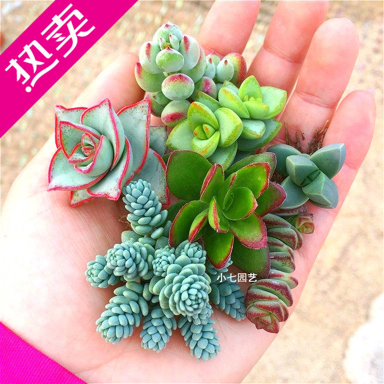 包邮 7个品种套餐~钱串 星公主 星王子等等 多肉植物组合盆栽绿植