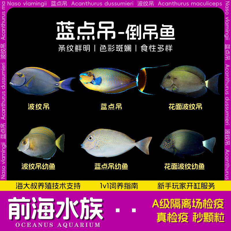 蓝点吊橙波纹吊白尾汤臣吊海水观赏鱼倒吊鱼海水鱼活体海水缸检疫