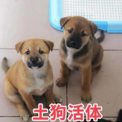 中华田园犬活体狗狗幼崽