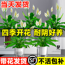 水培白掌盆栽一帆风顺花卉植物室内花桌面绿植四季好养粉掌除甲醛