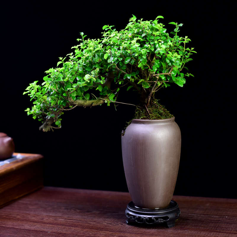 雀梅盆栽老桩悬崖飘枝盆景造型室内植物办公室桌面树桩绿植好养
