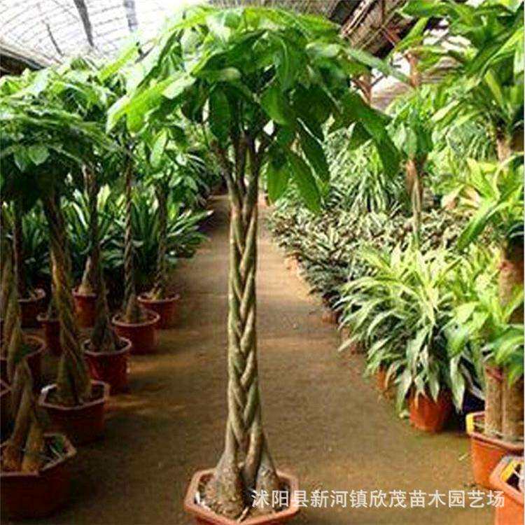 热销客厅办公室大型植物大盆景室内独干大发财树辫子发财树盆栽