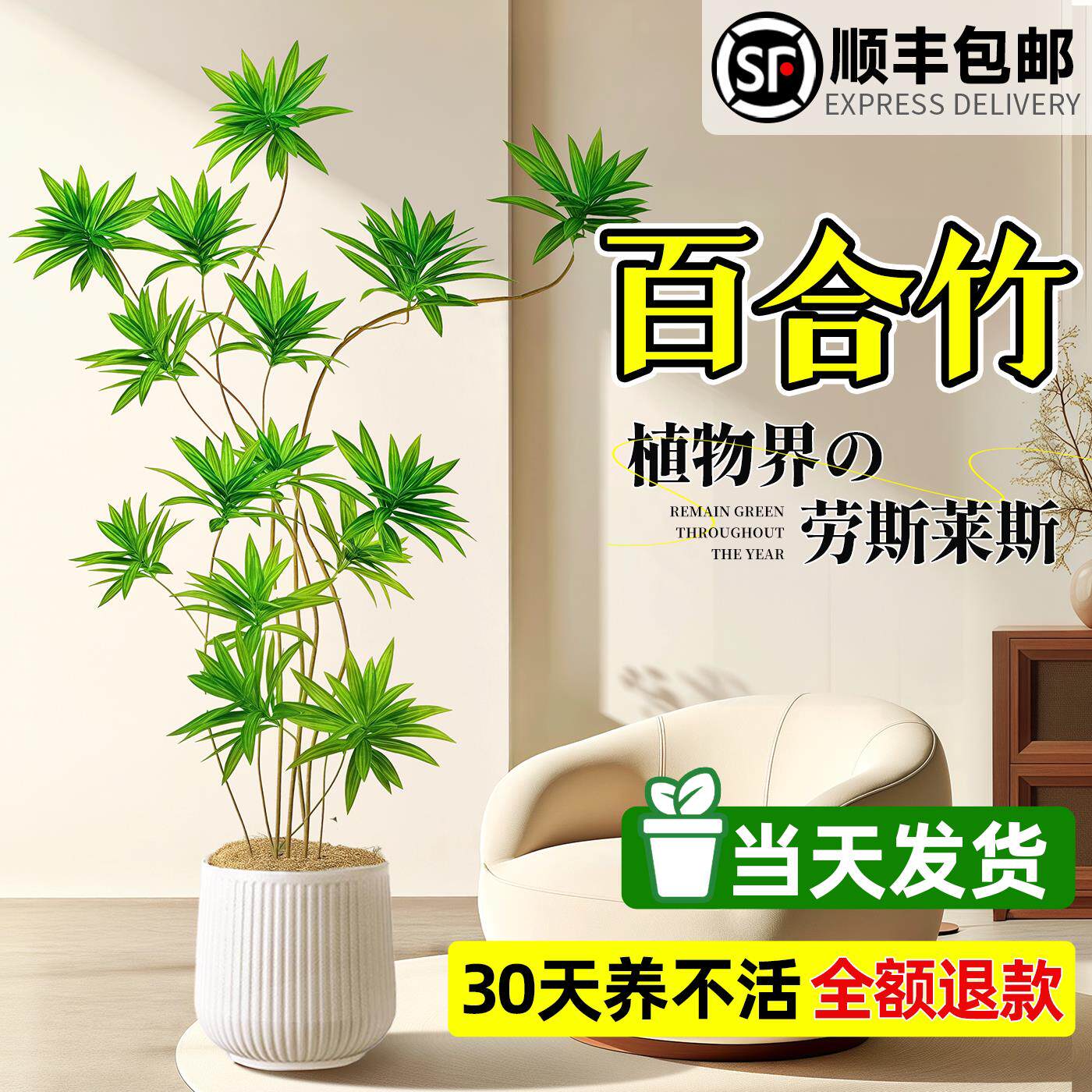百合竹客厅绿植盆栽精品室内大型真绿植物盆栽落地大号高级感好养