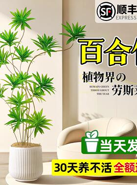 百合竹客厅绿植盆栽精品室内大型真绿植物盆栽落地大号高级感好养