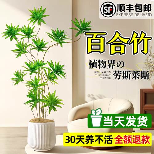 百合竹客厅绿植盆栽精品室内大型真绿植物盆栽落地大号高级感好养