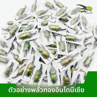 印尼金锹标本真昆虫锹形虫标本干制品原虫甲虫色彩花金龟科谱教学