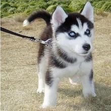 纯种哈士奇幼犬三把火蓝眼小中型二哈西伯利亚雪橇犬宠物狗活体狗