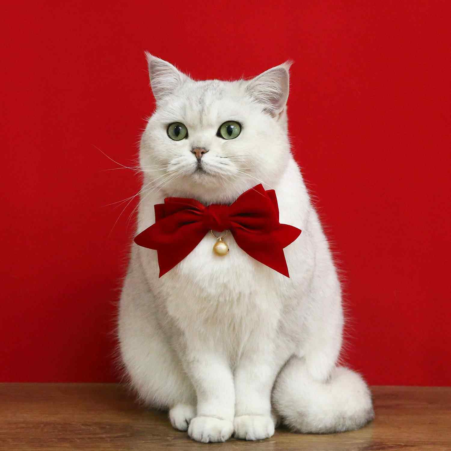 宠物猫咪狗狗生日新年丝绒大蝴蝶结项圈梦幻铃铛领结可调节颈链