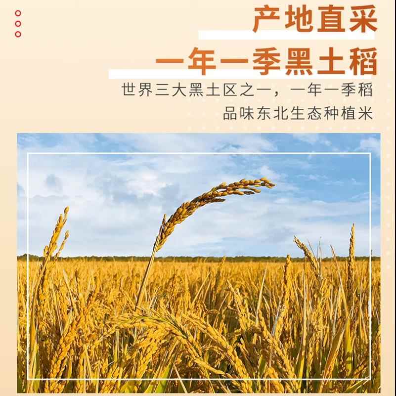 东北糯米包粽子农家自产食用酿酒专用白米一年一季真小圆粒