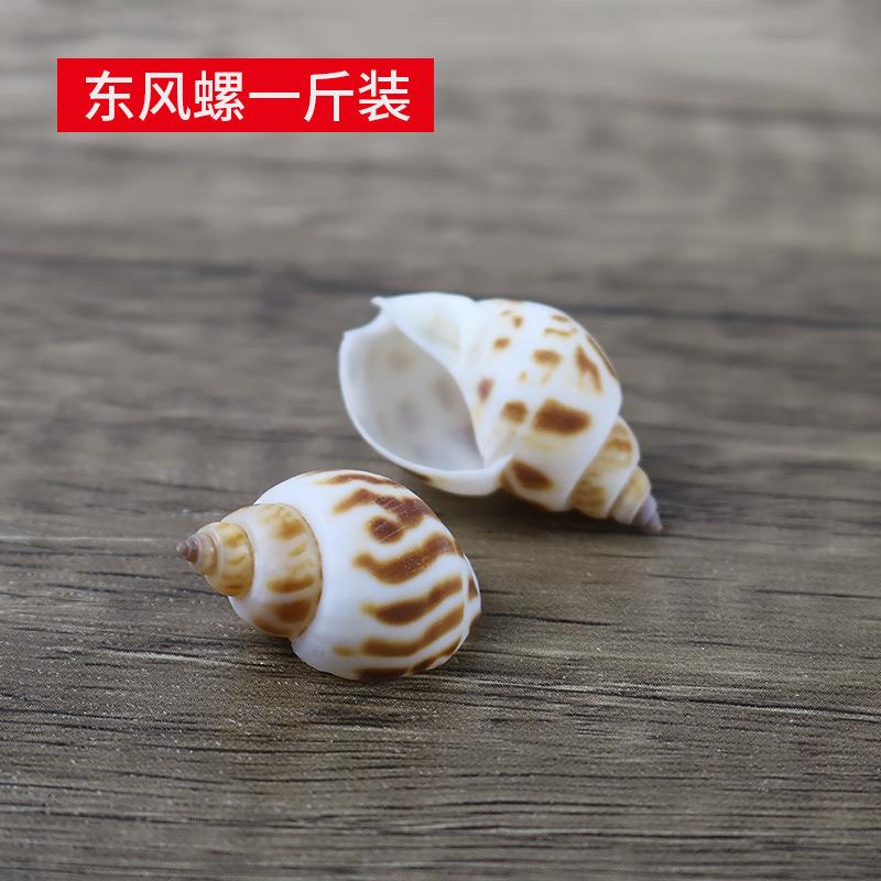 0小东螺花风螺50东风螺鱼克小海螺创意手工材料漂流瓶缸造景一斤