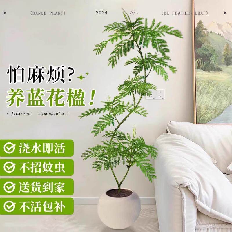 蓝花楹盆栽绿植办公室内网红大型花卉植物客厅四季好养活落地盆景