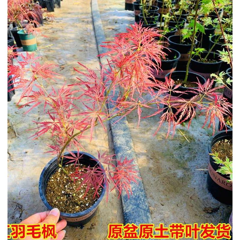 正宗外山羽毛枫约旦流泉枫金隐月升舞孔雀红舞姬盆栽枫树庭院植物