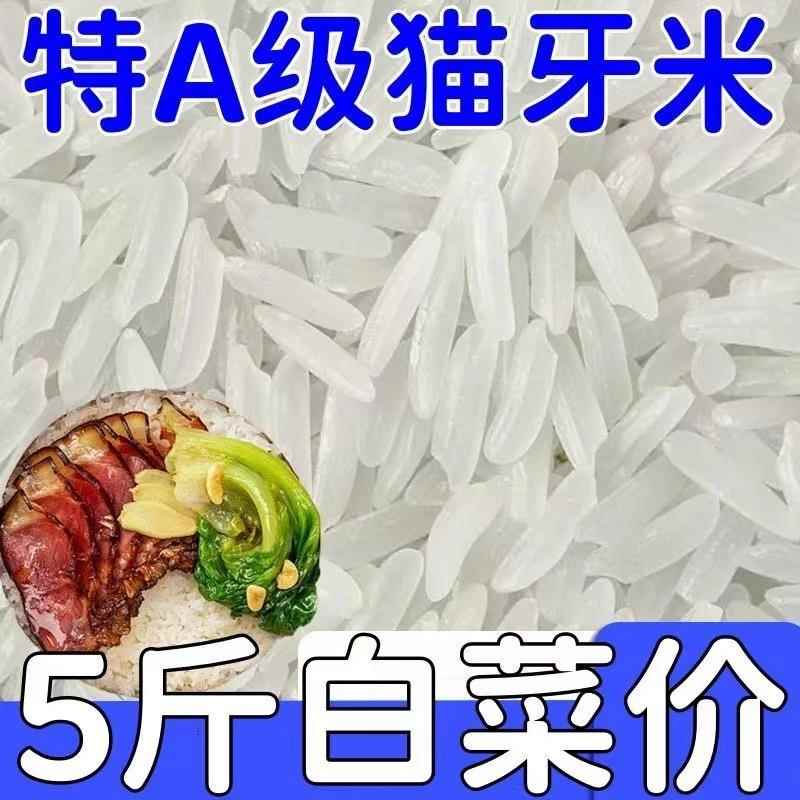 【新客立减】正宗猫牙米当季新米长粒香长寿乡晚稻长粒大米丝苗米