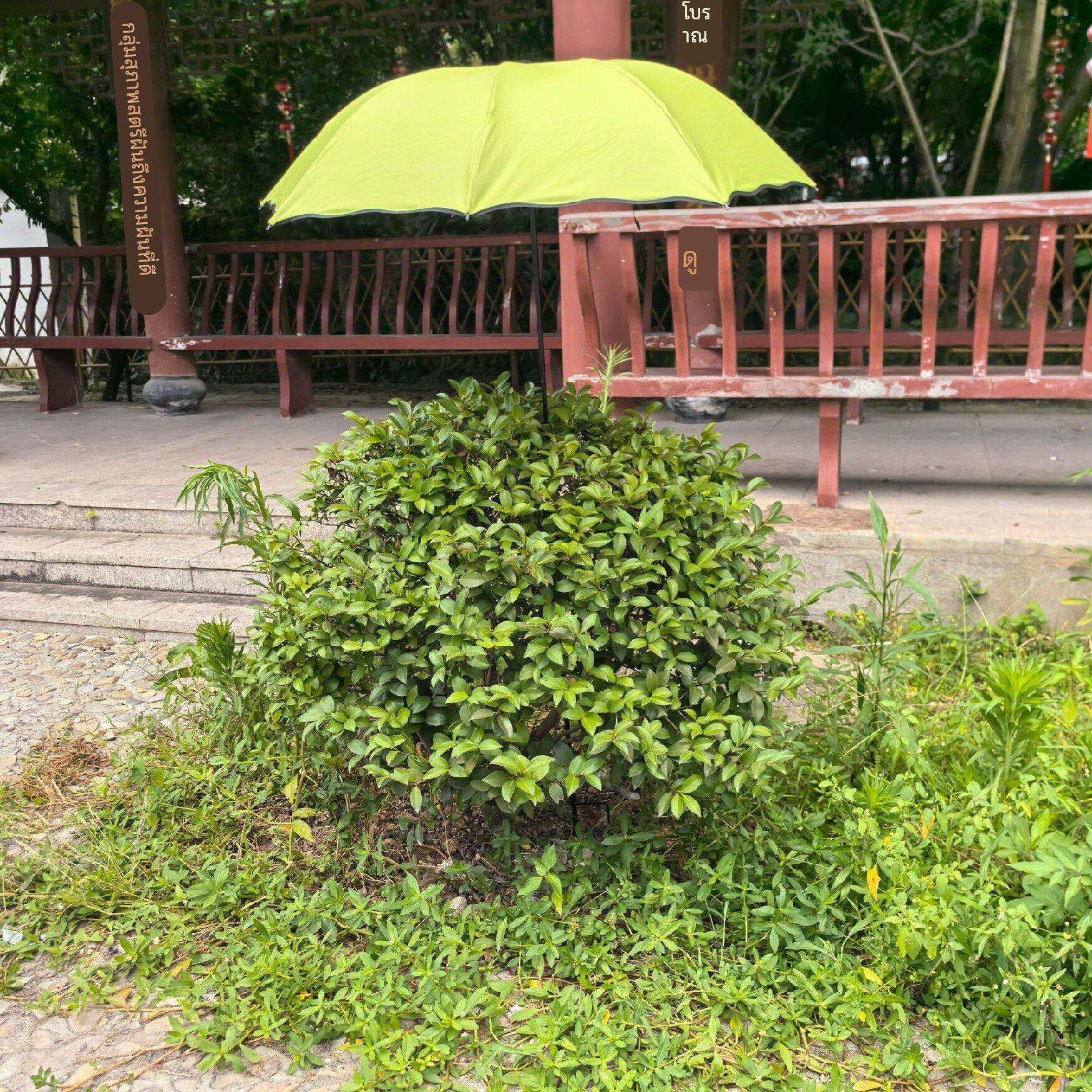 95cm直径大号伞 钓鱼伞 植物遮花伞绣球花遮阳防晒晴雨伞地插伞