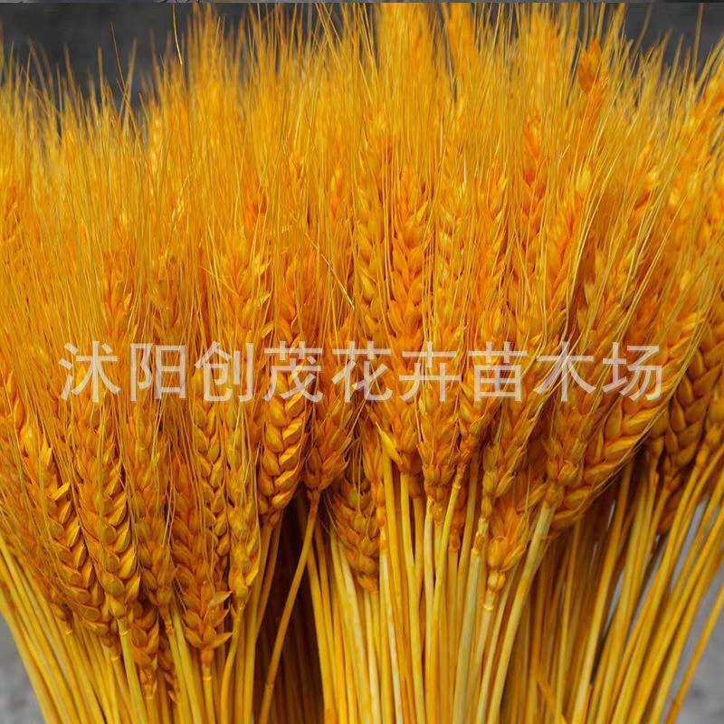 麦穗干花花束开业大麦花篮田园装饰拍摄道具金黄色大麦