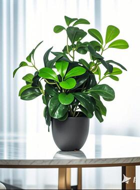 北欧仿真绿植手感豆瓣叶子绿植盆栽客厅餐桌摆放装饰插花软装植物