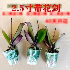 蝴蝶兰花苗带花盆栽兰花大苗客厅室内植物，花卉带花苞四季好养活