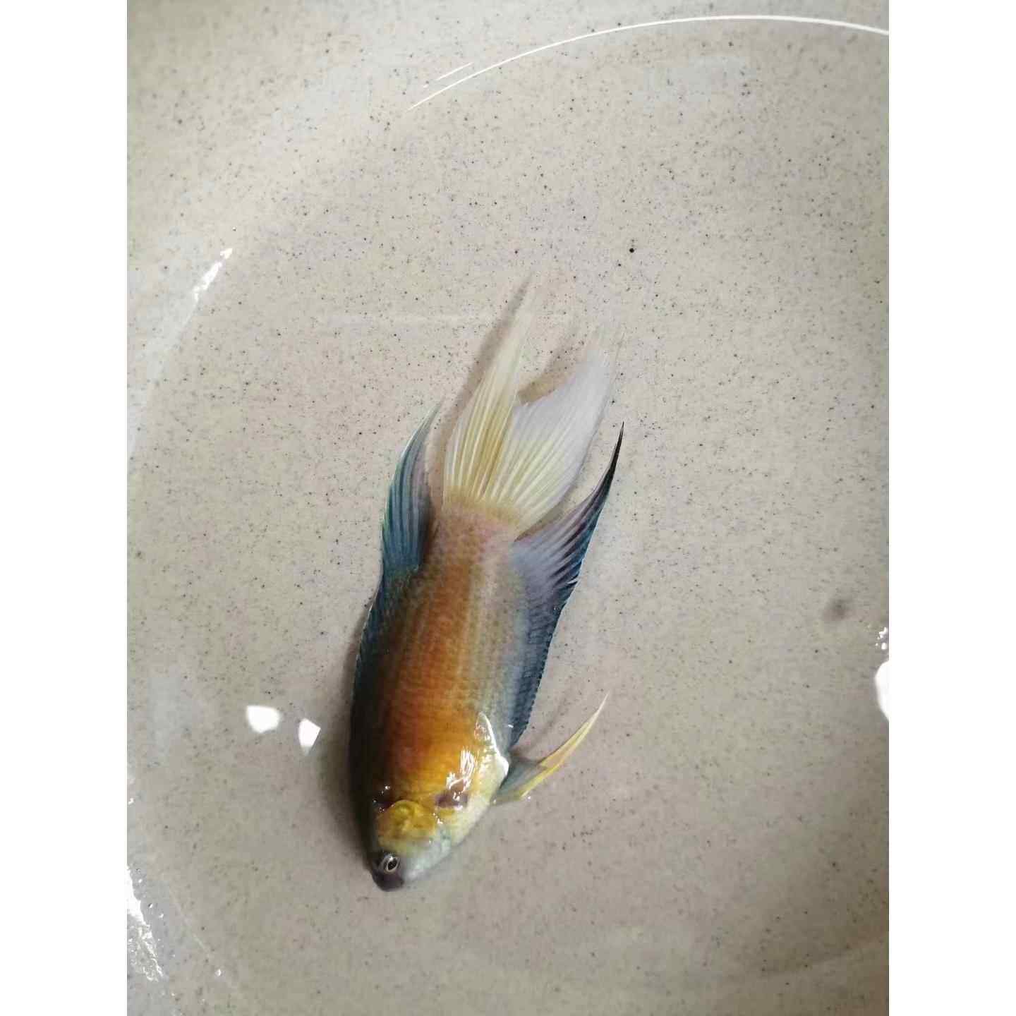 中国斗鱼红蓝澳火普叉叉尾活体小型热带观赏鱼淡水冷水旁皮婆斗鱼