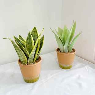 仿真白玉虎皮兰盆栽室内客厅绿植盆景装饰摆件人造假植物造景摆设