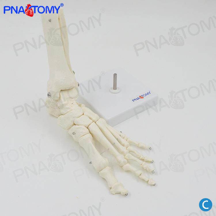 脚骨模型 脚关节骨骼解剖1比1 胫骨腓骨踝关节人体解剖教具教学用