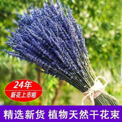 新疆伊犁薰衣草干花束天然永生干花真花客厅家居网红装饰花瓶摆设