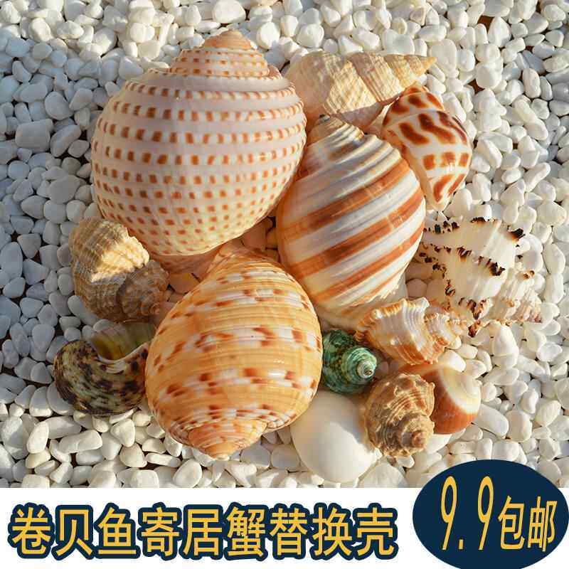 天然海螺贝壳卷贝鱼寄居蟹备用替换专用壳鱼缸造景摆件水族箱装饰