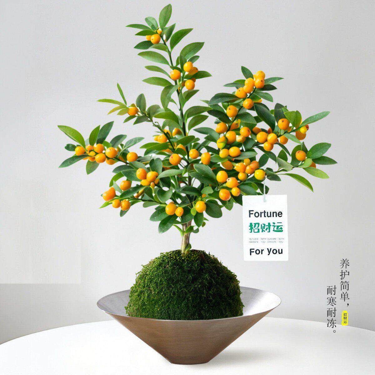 小金豆桌面盆栽新年礼物装饰耐寒迷你绿植物公室内花卉果树盆景