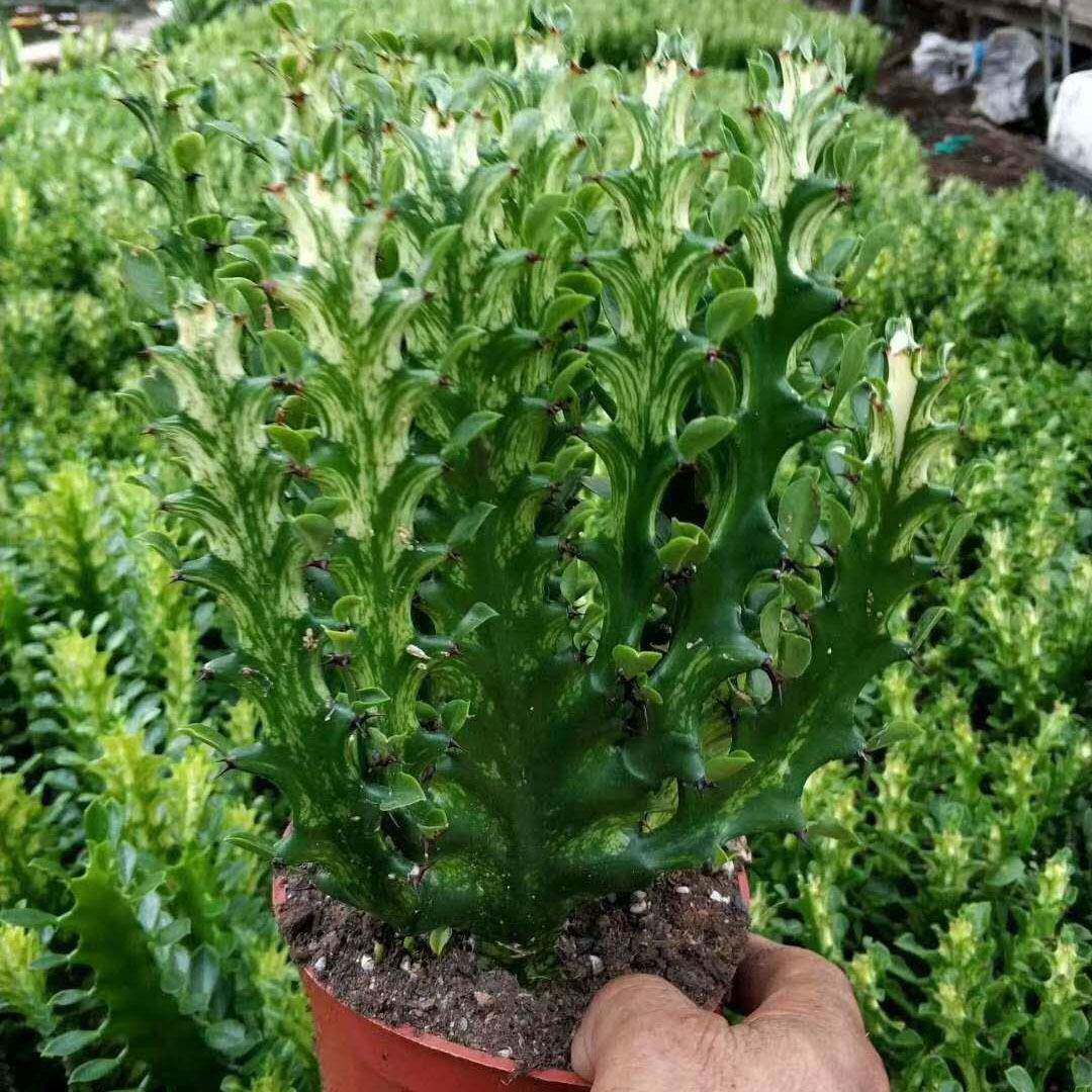 居家花卉盆栽植物室内小盆栽观赏植物130#龙骨锦