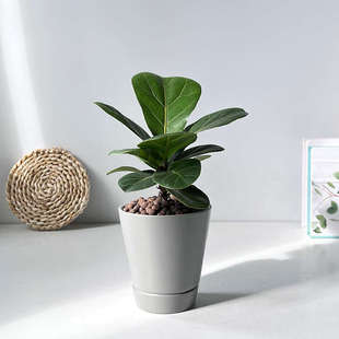 琴叶榕北欧小盆栽桌面绿植网红ins风办公桌植物室内高档解压花卉