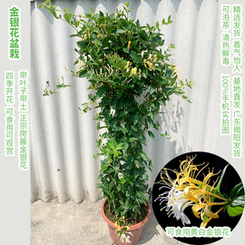 金银花树苗爬藤食用金银花苗浓香花卉耐寒植物鸳鸯藤盆栽四季开花