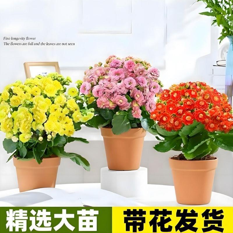 长寿花盆栽重瓣花大花金狐狸多肉植物花卉阳台桌面带花苞四季开花