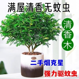 驱蚊清香胡椒木盆栽室内花卉好养绿植净化空气吸除甲醛植物提神