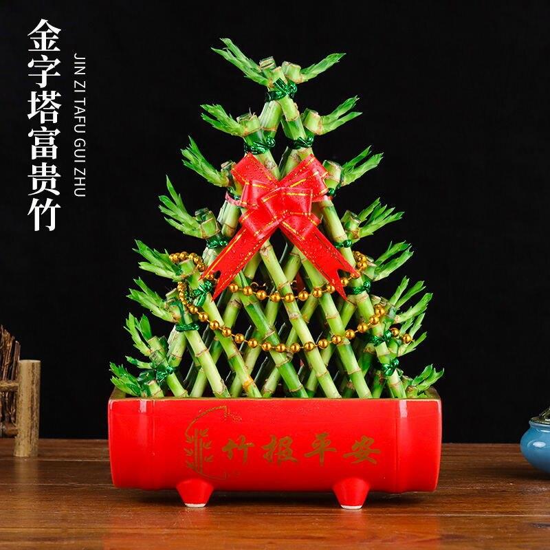 带根富贵竹水养发财竹容易好养招财竹客厅办公桌水培植物净化空气