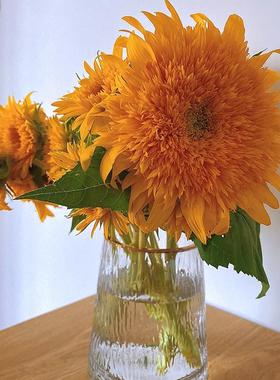 泰向日葵花云南基地直发用鲜水hzy71072家养插花鲜切花昆明迪直批