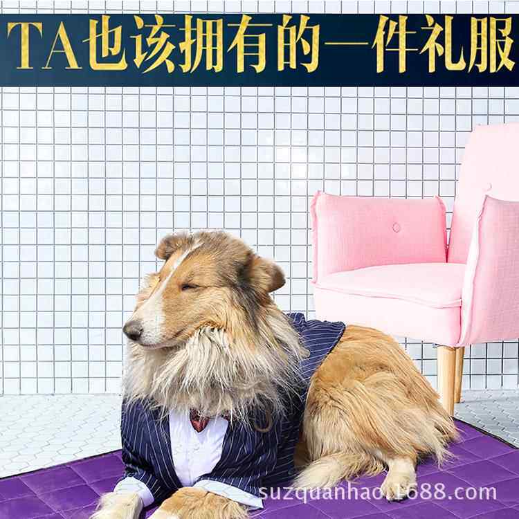 宠物西装大狗西装结婚喜庆婚纱礼服新年拜年金毛哈士奇大型犬衣服