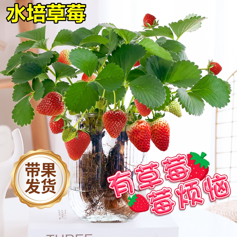 水培植物草莓苗四季结果水果可食用绿植室内盆栽好养办公室花卉