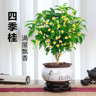 桂花树苗盆栽植物四季开花浓香好养阳台室内外花卉小绿植盆景月桂