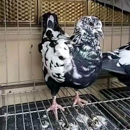 纯种元宝圆环活体鸽子活物肉鸽观赏种鸽一对落地王活体元宝鸽巨型