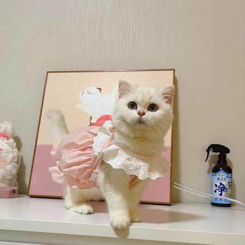 猫咪裙子衣服夏季薄款可爱公主裙背心布偶泰迪幼猫小型犬宠物衣服