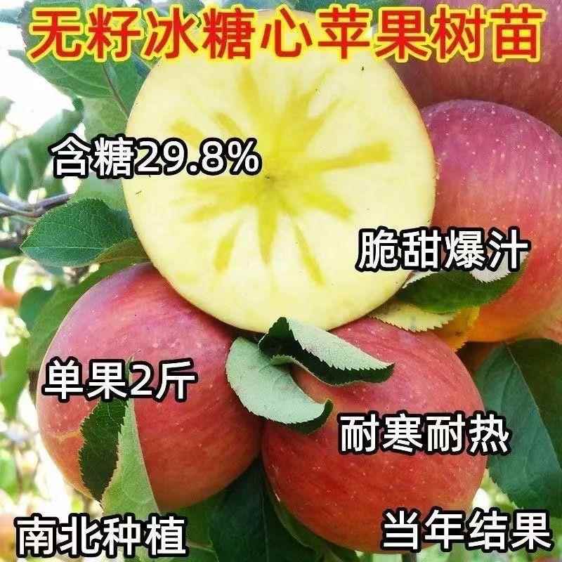 热销无籽冰糖心苹果树苗耐寒盆栽地种苹果苗南北方种植当年结果苗