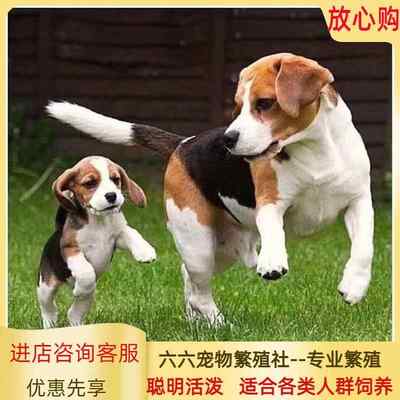 狗狗天使瀑布看家护院中型犬