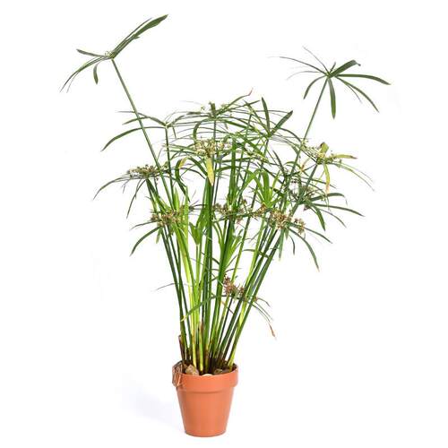 24-1乌龟缸水生植物境造养景水龟饲养生态环专菖用水培石蒲水竹龟