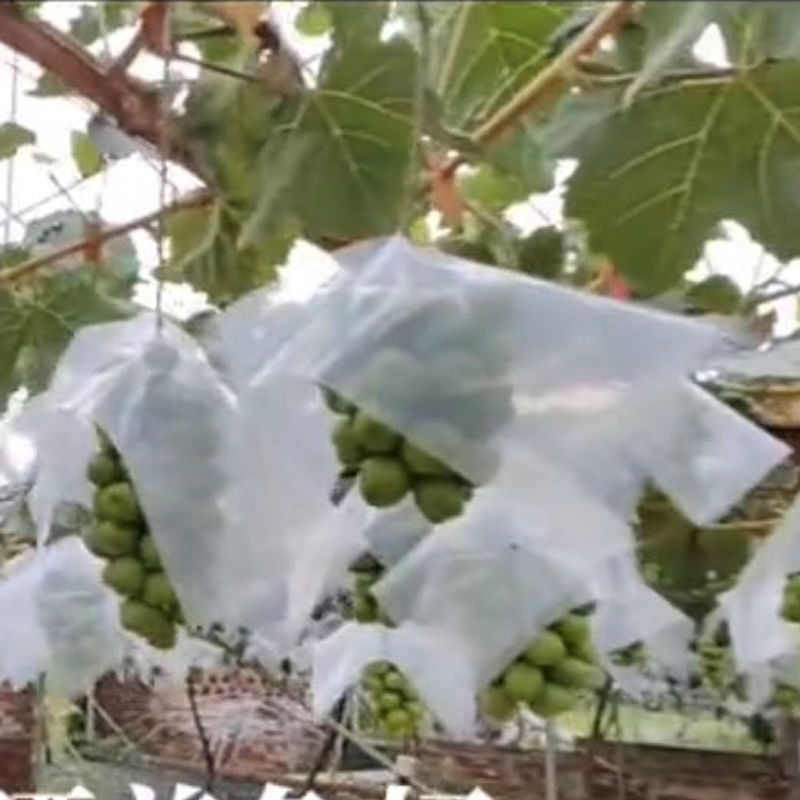 葡萄伞罩阳光玫瑰葡萄套袋专用袋伞帽防水防裂果遮阳葡萄防晒伞罩