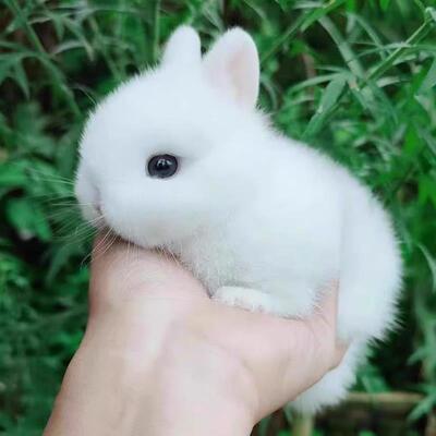 侏儒兔子活物小型长不大童宿舍宠物兔凤眼迷你兔荷兰垂耳兔活体