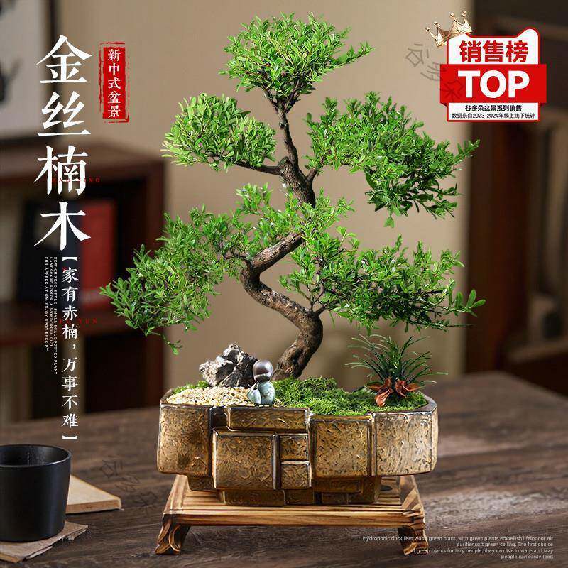 金丝楠木盆景老桩造型盆栽四季常青室内植物真树小叶赤楠好养绿植