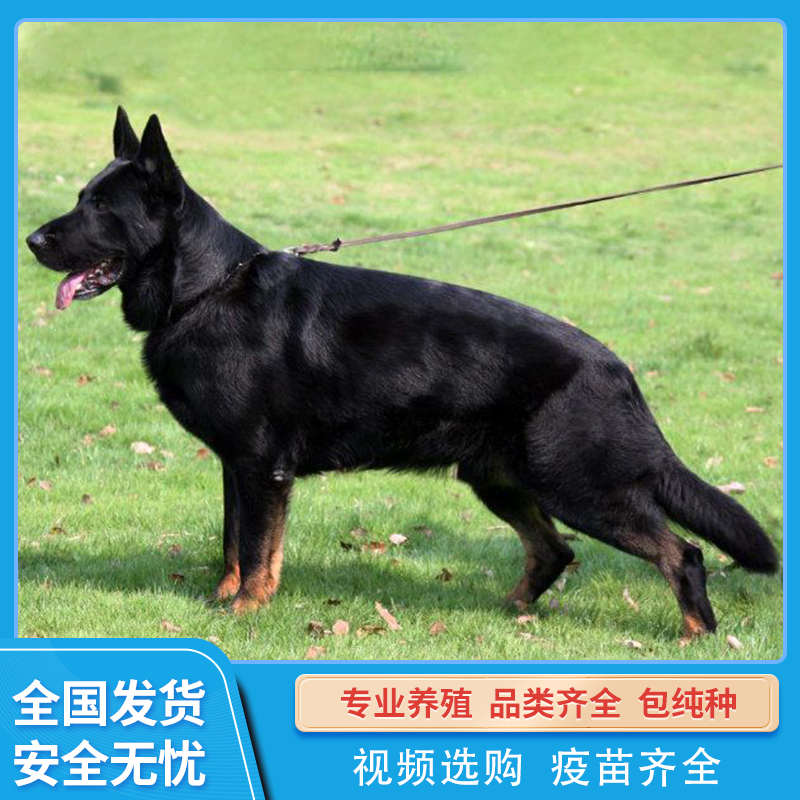 东德纯黑色东德狼灰太极牧羊犬军犬护卫犬专业高质量训犬教程资料