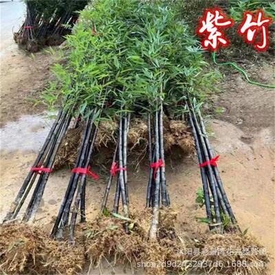 cold-hardy for northern and southern regions: golden bamboo