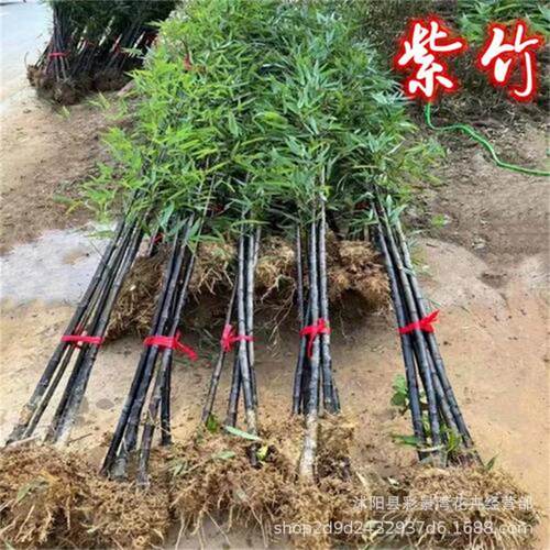 cold-hardy for northern and southern regions: golden bamboo