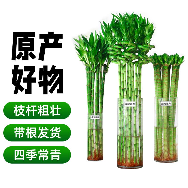 水养富贵竹转运竹弯竹龙竹水竹开运竹子带根室内绿植水培植物王之